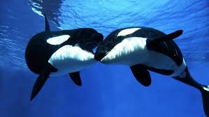 Orcas, or killer whales, are a highly intelligent, social species that lives in pods and can orcas are the largest members of the dolphin family. Fremdsprachentauglich Orca Wale Konnen Auch Delfinisch