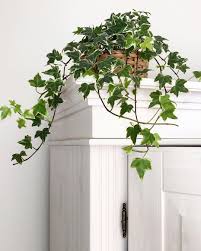 Trailing Plants English Ivy Hedera Helix Green Foliage Plants Leaves Plant Shelfie Plants At Home L Air Purifying House Plants Trailing Plants Ivy Plant Indoor