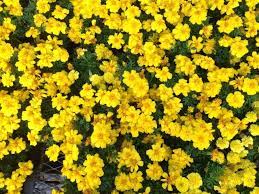 Pin En Flores