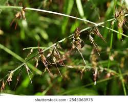 Image result for Oplismenus