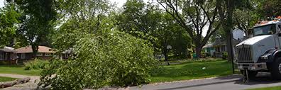 We're a local company who cares about quality tree service in mn. Tree Removal Hazardous Trees St Paul Park Mn