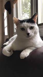 Also, we created this handy guide to help you locate cat adoption agencies in major us cities: Cat For Adoption Phoebe A Domestic Short Hair Mix In Blaine Mn Petfinder