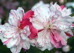 1 review(s) 5 0 5 write a review. Peppermint Flowering Peach Tree Prunus Persica Double Bloom Peppermint In Color Zone 6