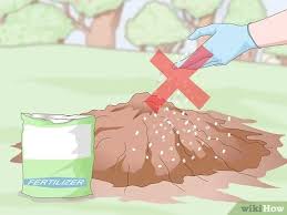 A fruit is anything that came from a flower, so cucumbers, pumpkins, snap peas, green beans, peppers, and squash all count as a fruit. 3 Ways To Prepare Soil For Fruit Trees Wikihow