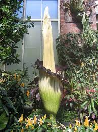The Corpse Flower About Hours After It Had Opened Smells Like Rotting Meat Plant Corpse Flower Hours Smells Rotting M Corpse Flower Flowers Titan Arum
