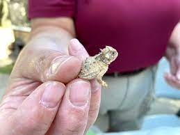 Fort Worth Zoo To Release 1 000th Texas Horned Lizard Into The Wild Fort Worth Magazine