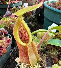 Image result for Nesaea spathulata