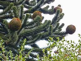 The monkey puzzle tree (araucaria araucana), also called chilean pine, bears spiky, evergreen leaves and edible seeds that taste like pine nuts. Monkey Puzzle Tree Seed Pods Chester Northwest England 2012 28 Monkey Puzzle Tree Tree Seeds Monkey Puzzle
