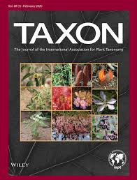 Image result for Thesium ussanguense