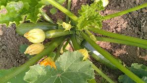 Oft dauert es nur 6 bis 8 wochen, bis die ersten reif sind. Https Xn Grneliebe R9a De Wer Vertraegt Sich Gut Mit Zucchini