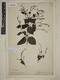 Image result for Duosperma quadrangulare