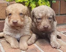 The search tool above returns a list of breeders located. Chesapeake Bay Retriever Puppies For Sale Detroit Mi 146941