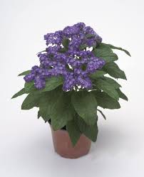 Image result for Heliotropium lineare