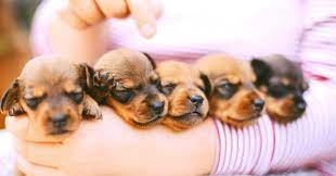 How Many Puppies Can A Dog Have Emergency Vet 24 7