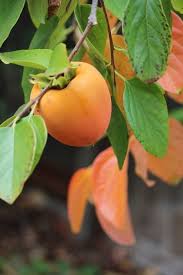 Pin On Gardening