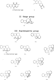 Image result for Callichilia orientalis