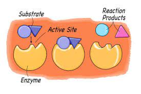 We did not find results for: Exploring Enzymes Scientific American