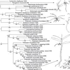 Image result for Tridactyle anthomaniaca