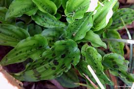 Image result for Lobelia petiolata