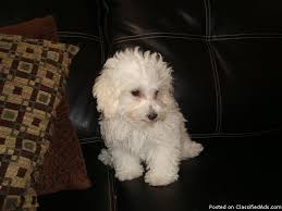 However, it is important to consider possible temperaments and behavior before you rush to adopt or run a search for maltipoo. Maltipoo Puppies 12 Weeks Price 400 For Sale In Oswego Illinois Best Pets Online