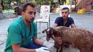 felis agnosticus canlilarda dogal cinsiyet degisimi