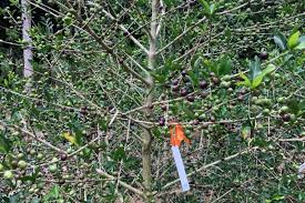 Image result for Coffea racemosa