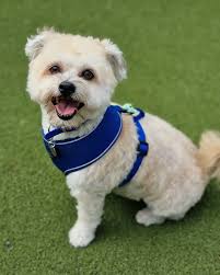 Do you need some help choosing a muzzle for your XL Bully dog? We recommend  using a basket type muzzle which allows your dog to: 👉 Be fed treats while  they are