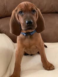 It's been a very busy week. Gallery Of Photos For Ad Adn 98654 Photo 1 Redbone Coonhound Puppy For Sale California Yucaipa Usa