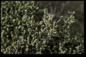 Image result for Halosarcia indica