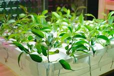 Advanced Indoor Growing and Hydroponics in Carrboro