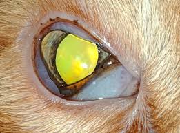 Aetiology herpes viruses belong according to their structure to dsdna (double stranded dna) viruses, which the virus is transferred mainly by direct contact with an infected cat or by nursing the kittens by it is recommended to rinse the eyes and moisten them with available eye drops and an ointment. Feline Herpesvirus Therapeutic Review Mspca Angell