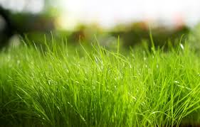 wallpaper nature green grass images for desktop section makro download wallpaper nature green grass images