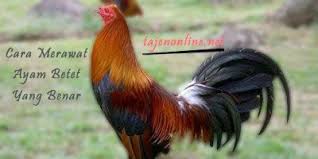 Maybe you would like to learn more about one of these? 6 Cara Merawat Ayam Betet Yang Benar Halaman 1 Kompasiana Com