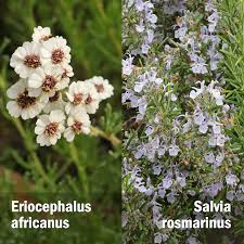 Image result for Eriocephalus racemosus