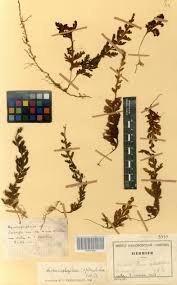 Image result for Hymenophyllum splendidum