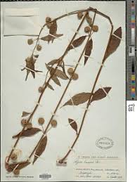 Image result for Hyptis lanceolata