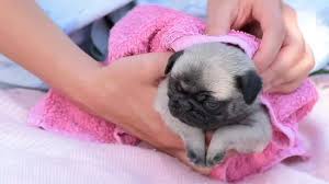 Soak the puppy in warm water. 3 Ways To Bathe A Newborn Puppy Wikihow