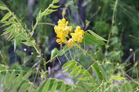 Image result for Senna hirsuta