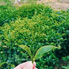Sabah Eats On Instagram 2 Leaves And A Bud This Is Where Your Green Tea And Oolong Tea Come From We Get To Pluck Our Tea Leaves And Make It Into Oolong