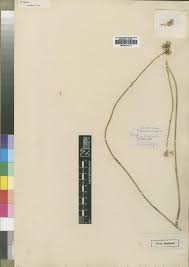 Image result for Senecio spartareus