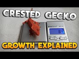 How Big Should My Crested Gecko Be Crested Gecko Growth