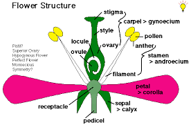 Begonia Flower Diagram Best Flower Wallpaper