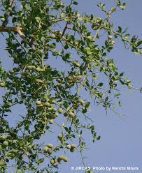 Image result for Balanites aegyptiaca