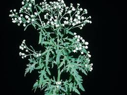 Image result for Parthenium