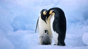 Free hd wallpaper, images & pictures of penguins, download photos of animals for your desktop. Best 40 Penguin Wallpaper On Hipwallpaper Christmas Penguin Wallpaper Funny Penguin Wallpaper And Batman Penguin Wallpaper