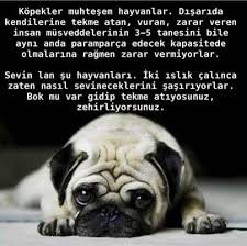 Sevin Can Onlar Hayvanlar Hayvan Ayi