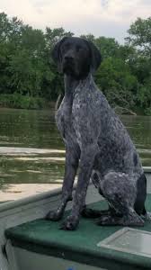 They will came with vet pappers For Sale Beautiful American And European Bloodline Gsp Puppies Black White Liver White Colors Von Meistern German Shorthaired Pointers