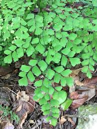 Image result for Adiantum capillus-veneris