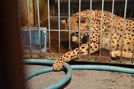 e t h a r on instagram 0711 خلصت صور الحيوانات nikond 2017 cheetah animals photography in 2021 animals nikon d5100