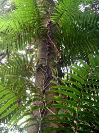 Image result for Stenochlaena